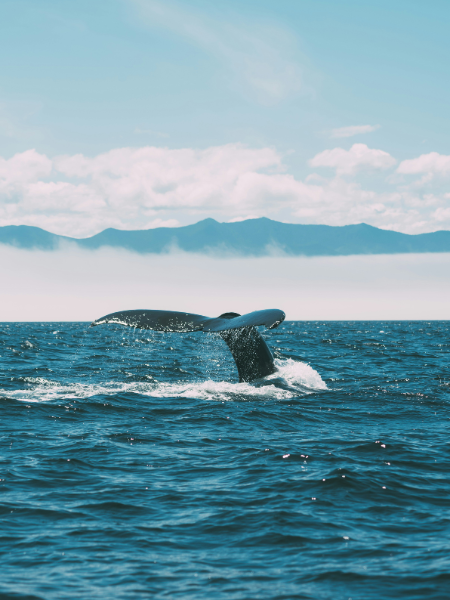 A humpback whale tail breaking the surface of the ocean