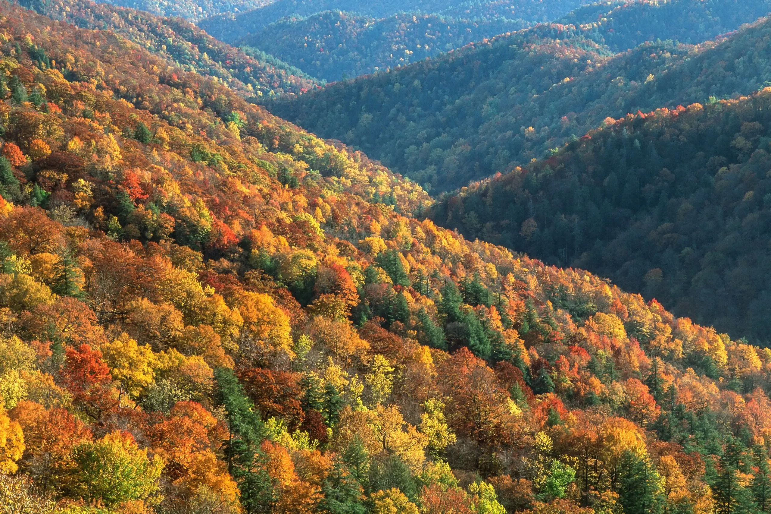 A breathtaking view of the Great Smoky Mountains National Park in autumn, with a dense forest of vibrant red, orange, and yellow leaves covering the rolling hills. The colorful foliage creates a stunning contrast against the deep green of the evergreen trees, showcasing the beauty of fall in the Smokies.