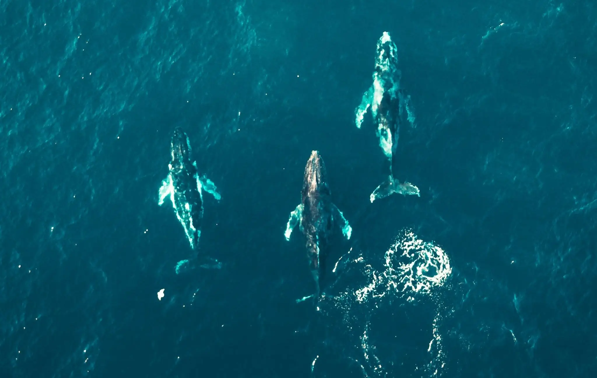 WHALEAWAY: Tailor-Made Journeys, Well Away